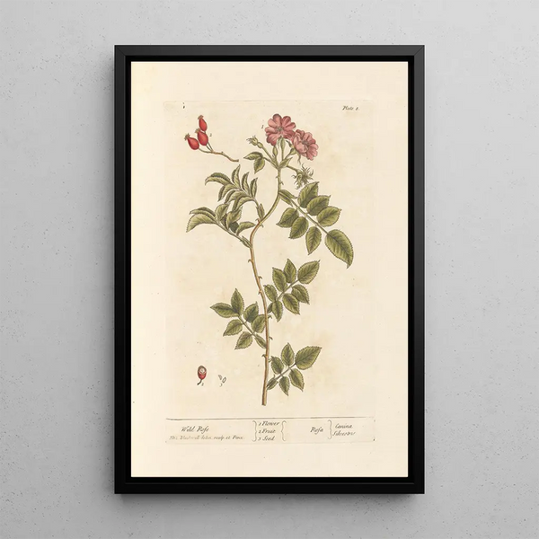 Ängsblomma - Elizabeth Blackwell — inramlat konstverk på väggen