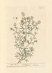 Rue sauvage - Elizabeth Blackwell — vy av konstverket