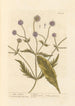Vild Scabiosa - Elizabeth Blackwell — vy av konstverket