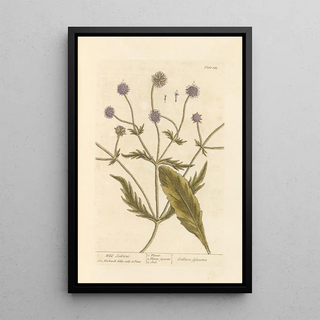 Elizabeth Blackwell - Wild scabious.webp