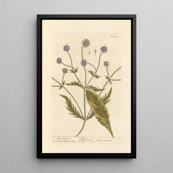 Vild Scabiosa - Elizabeth Blackwell — inramlat konstverk på väggen