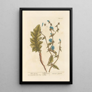 Elizabeth Blackwell - Wild succory.webp