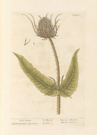 Elizabeth Blackwell - Wild teasel.webp