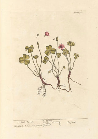 Elizabeth Blackwell - Wood sorrel.webp