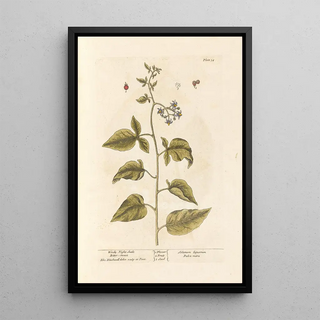 Elizabeth Blackwell - Woody nightshade Bittersweet.webp