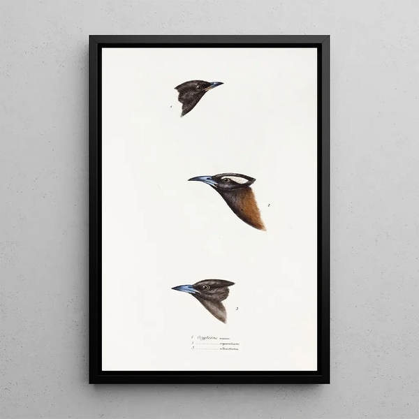 Elizabeth Gould - A synopsis of the birds of Australia and the adjacent Islands Pl01.webp