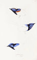 Synopsis des oiseaux d'Australie et des îles adjacentes Pl08 - Elizabeth Gould — vy av konstverket
