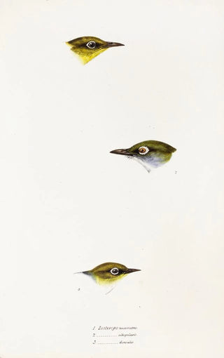Elizabeth Gould - A synopsis of the birds of Australia and the adjacent Islands Pl18.webp