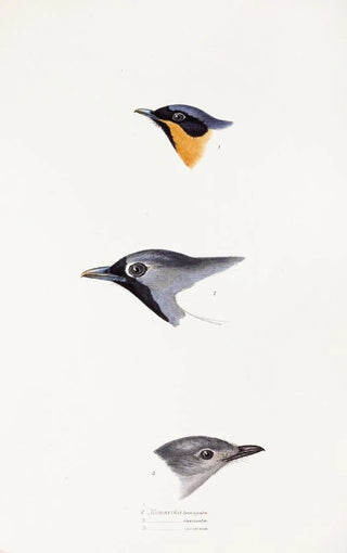 Elizabeth Gould - A synopsis of the birds of Australia and the adjacent Islands Pl20.webp
