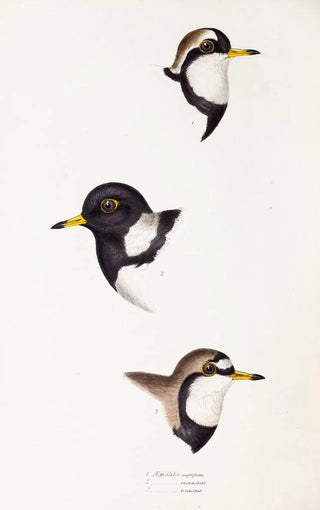 Elizabeth Gould - A synopsis of the birds of Australia and the adjacent Islands Pl32.webp