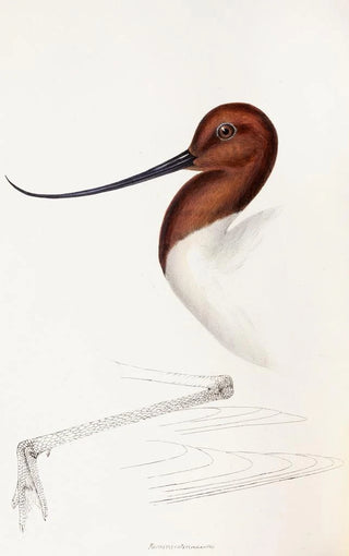 Elizabeth Gould - A synopsis of the birds of Australia and the adjacent Islands Pl35.webp