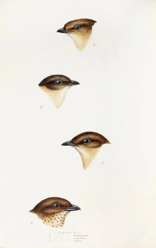 Elizabeth Gould - A synopsis of the birds of Australia and the adjacent Islands Pl55.webp