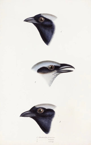 Elizabeth Gould - A synopsis of the birds of Australia and the adjacent Islands Pl56.webp