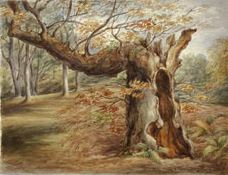 Elizabeth Murray - Rotting Tree.webp