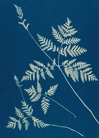 Ella J C Hurd - Ferns of Huntington Long Island Pl01.webp