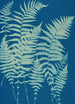 Fougères de Huntington Long Island Pl03 - Ella J C Hurd — vy av konstverket