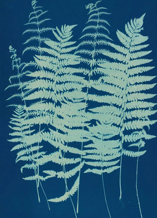 Ella J C Hurd - Ferns of Huntington Long Island Pl07.webp