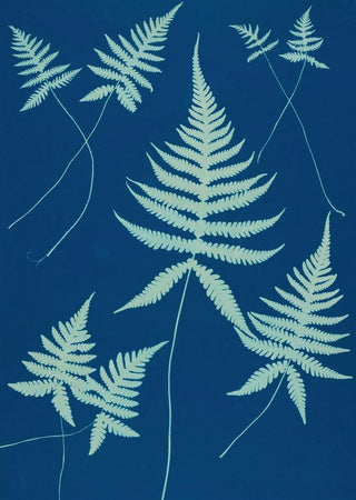 Ella J C Hurd - Ferns of Huntington Long Island Pl15.webp