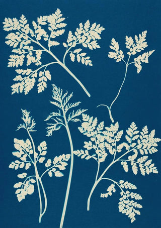 Ella J C Hurd - Ferns of Huntington Long Island Pl25.webp