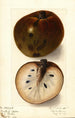 Annona reticulata - Ellen Isham Schutt — vy av konstverket