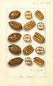 Carya illinoinensis - Ellen Isham Schutt — vy av konstverket
