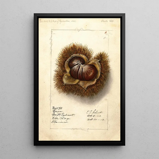 Ellen Isham Schutt - Castanea Boone.webp