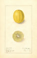 Citrus aurantiifolia Cameron - Ellen Isham Schutt — vy av konstverket
