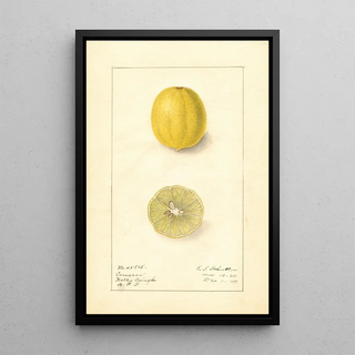 Ellen Isham Schutt - Citrus aurantiifolia Cameron.webp