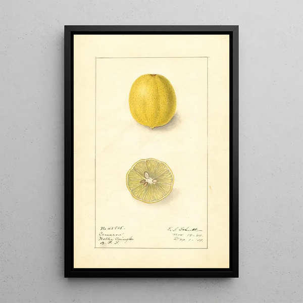 Citrus aurantiifolia Cameron - Ellen Isham Schutt — inramlat konstverk på väggen