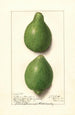 Citrus aurantiifolia Lisbon - Ellen Isham Schutt — vy av konstverket