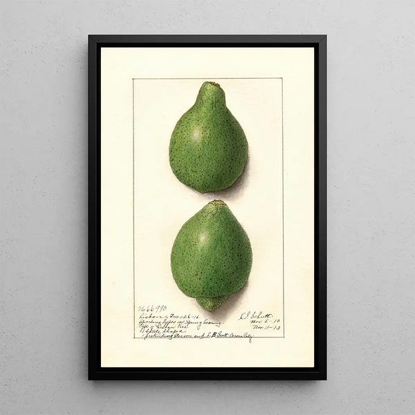 Citrus aurantiifolia Lisbon - Ellen Isham Schutt — inramlat konstverk på väggen