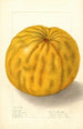 Citrus grandis To Yuzu - Ellen Isham Schutt — vy av konstverket