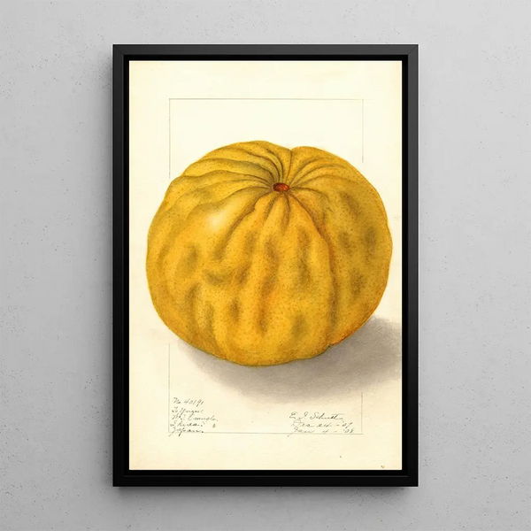 Citrus grandis To Yuzu - Ellen Isham Schutt — inramlat konstverk på väggen