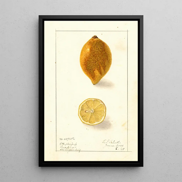 Citrus limon - Ellen Isham Schutt — inramlat konstverk på väggen
