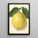 Citrus limon American Wonder - Ellen Isham Schutt — inramlat konstverk på väggen