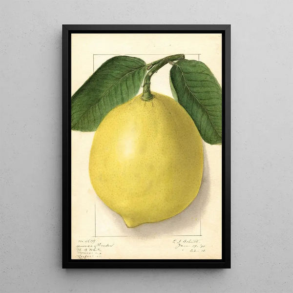 Citrus limon American Wonder - Ellen Isham Schutt — inramlat konstverk på väggen