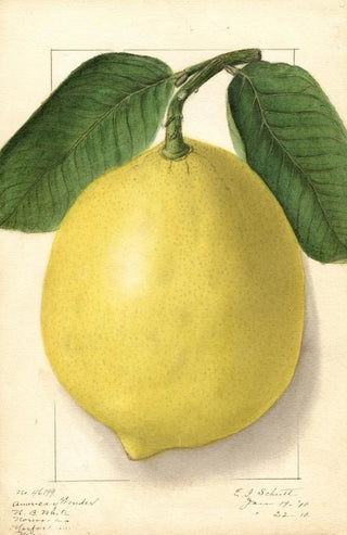 Ellen Isham Schutt - Citrus limon American Wonder.webp