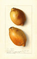Citrus limon Fresh Yellow - Ellen Isham Schutt — vy av konstverket