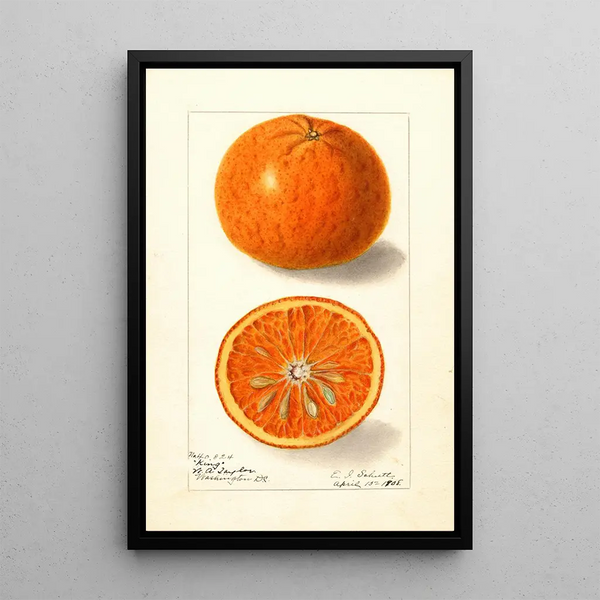 Citrus nobilis King - Ellen Isham Schutt — inramlat konstverk på väggen