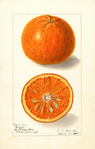 Ellen Isham Schutt - Citrus nobilis King.webp