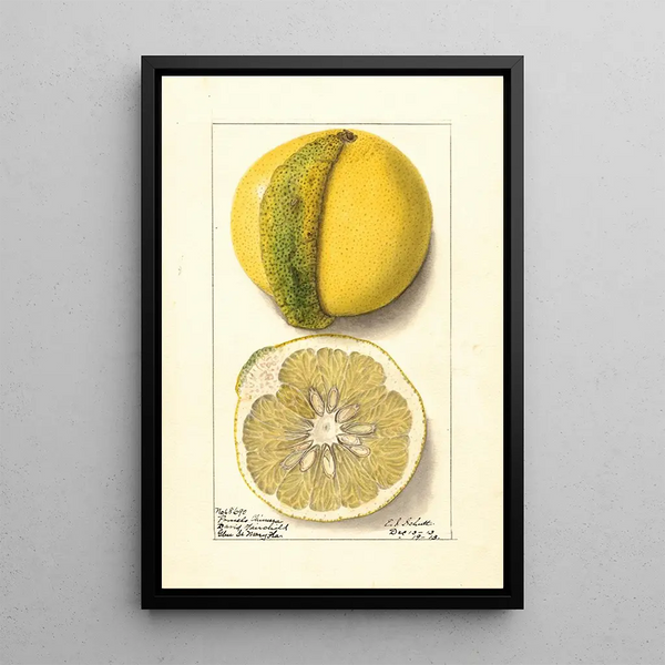 Citrus paradisi Chimera - Ellen Isham Schutt — inramlat konstverk på väggen