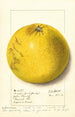 Citrus paradisi Pink Fleshed - Ellen Isham Schutt — vy av konstverket