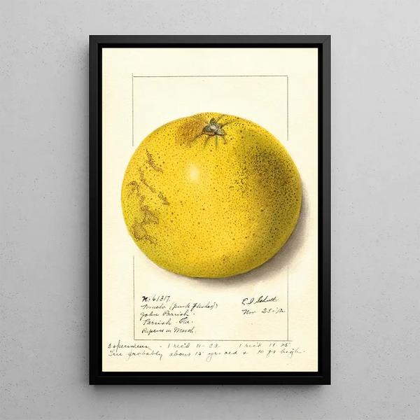 Citrus paradisi Pink Fleshed - Ellen Isham Schutt — inramlat konstverk på väggen