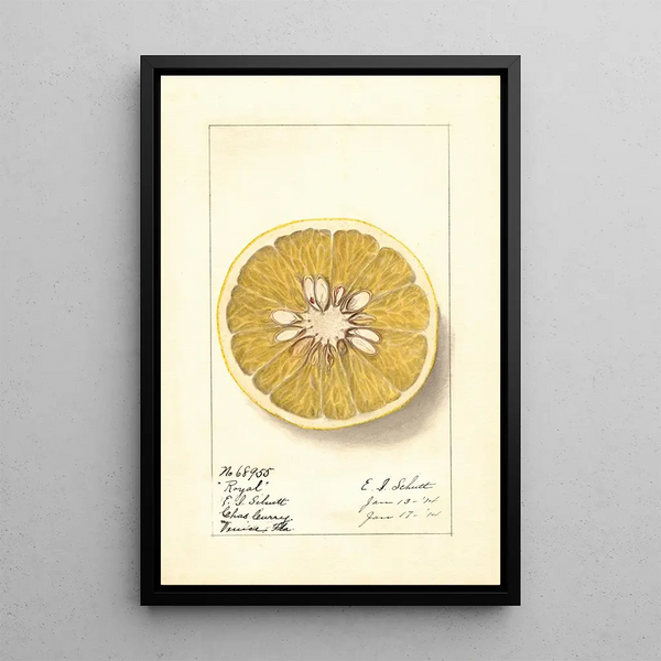 Citrus paradisi Royal - Ellen Isham Schutt — inramlat konstverk på väggen