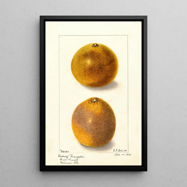 Citrus sinensis - Ellen Isham Schutt — inramlat konstverk på väggen
