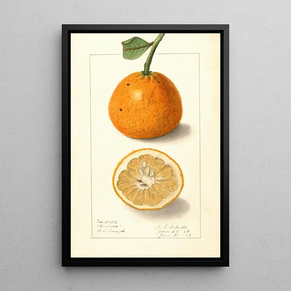 Citrus sinensis Bonboro - Ellen Isham Schutt — inramlat konstverk på väggen