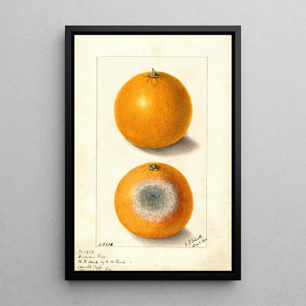 Citrus sinensis Indian River - Ellen Isham Schutt — inramlat konstverk på väggen