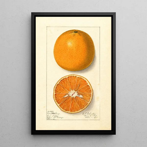 Citrus sinensis Lue Gim Gong - Ellen Isham Schutt — inramlat konstverk på väggen