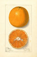 Citrus sinensis Lue Gim Gong - Ellen Isham Schutt — vy av konstverket