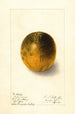 Citrus sinensis Valencia - Ellen Isham Schutt — vy av konstverket